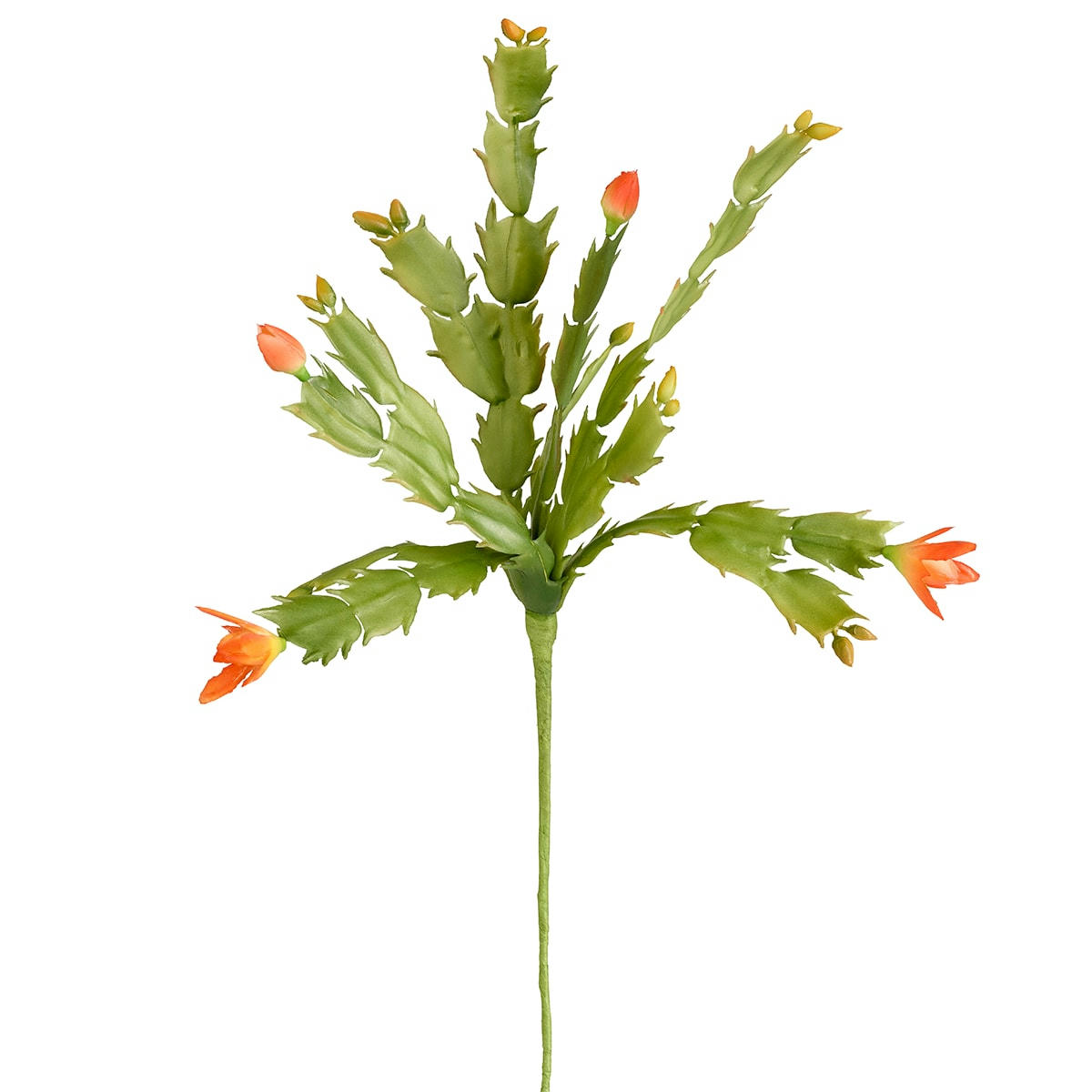 - Piquet de schlumbergera