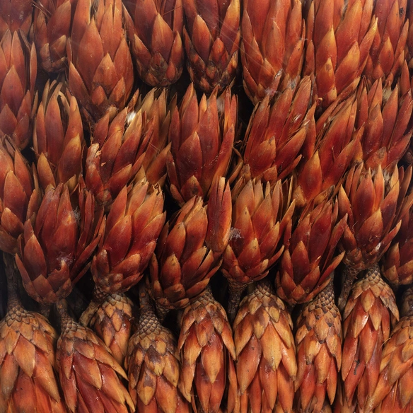 Trockenblumen