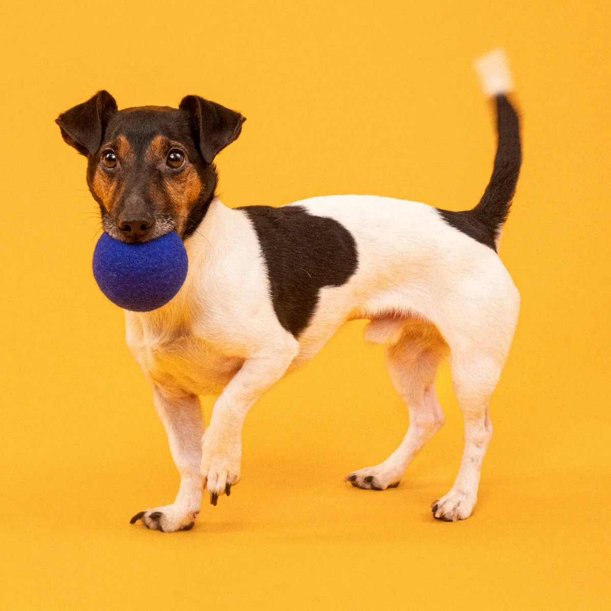 myfelt - Fine & Isa Hundespielzeug, Ball Set, türkis / royalblau