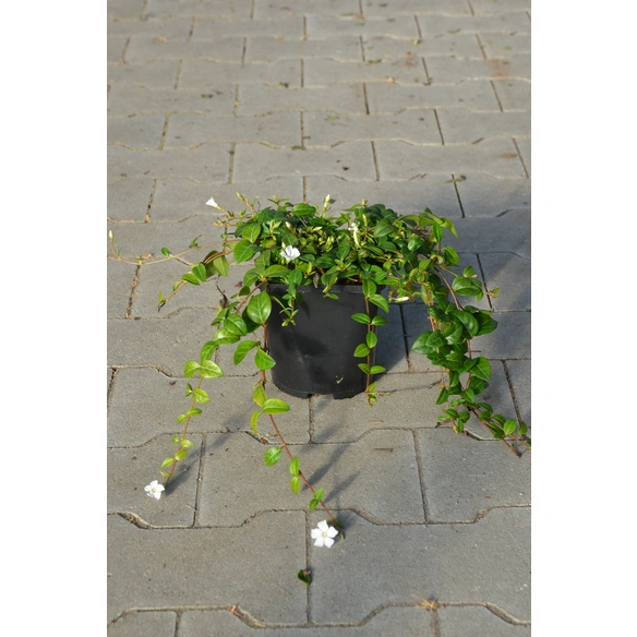 Kleinblättriges immergrün, Vinca minor »Alba«, weiß, winterhart