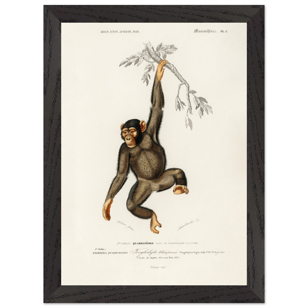 Artfulprints Poster met Lijst Charles Dessalines d'Orbigny - Chimpangze (troglodyte chimpanze)  - A4 21x29.7 cm - Bruin