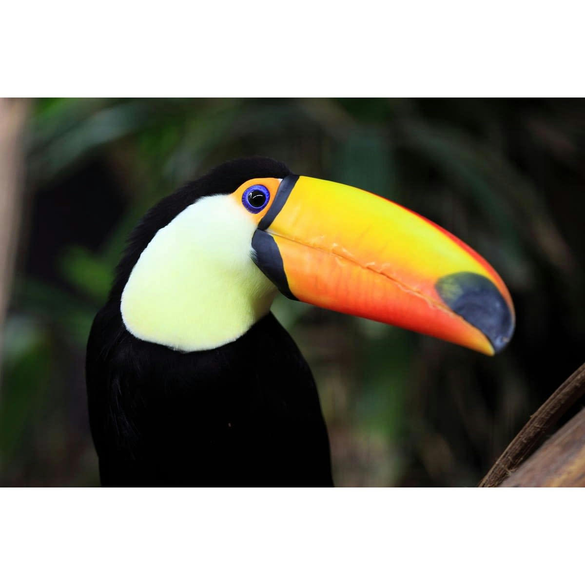 NATURE ÉVASION - Tableau sur verre synthétique toucan 65x97 cm