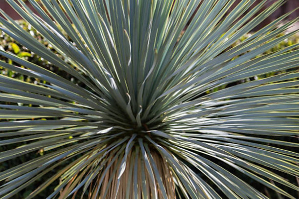 Arbres et plantes - YUCCA rostrata - Pot 4 L - 300cm - Blanc crémeux - Extérieur