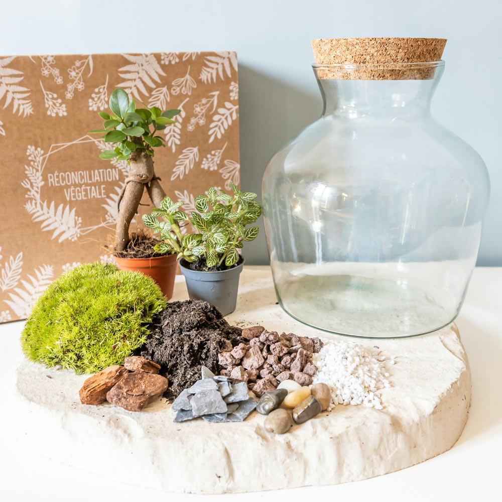 DIY - Kit pour terrarium 2 plantes ficus et fittonia vert
