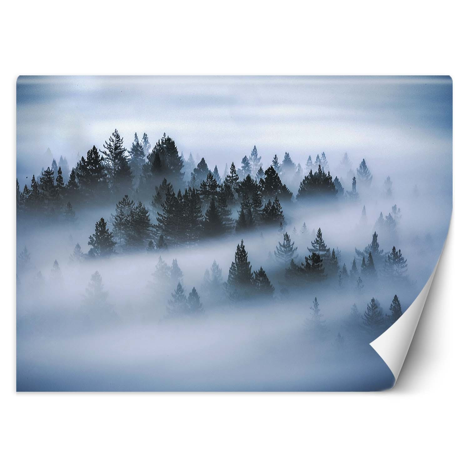 Feeby Fototapeta, Las we mgle 150x105
