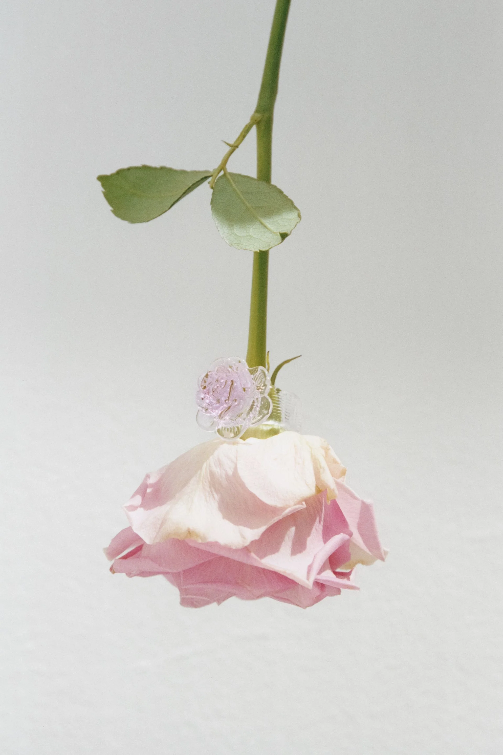 Rose Ring | Pink Rose