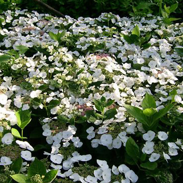2 x Hortensia 'Teller White' - Hydrangea 'Teller White'- 25-30 cm pot