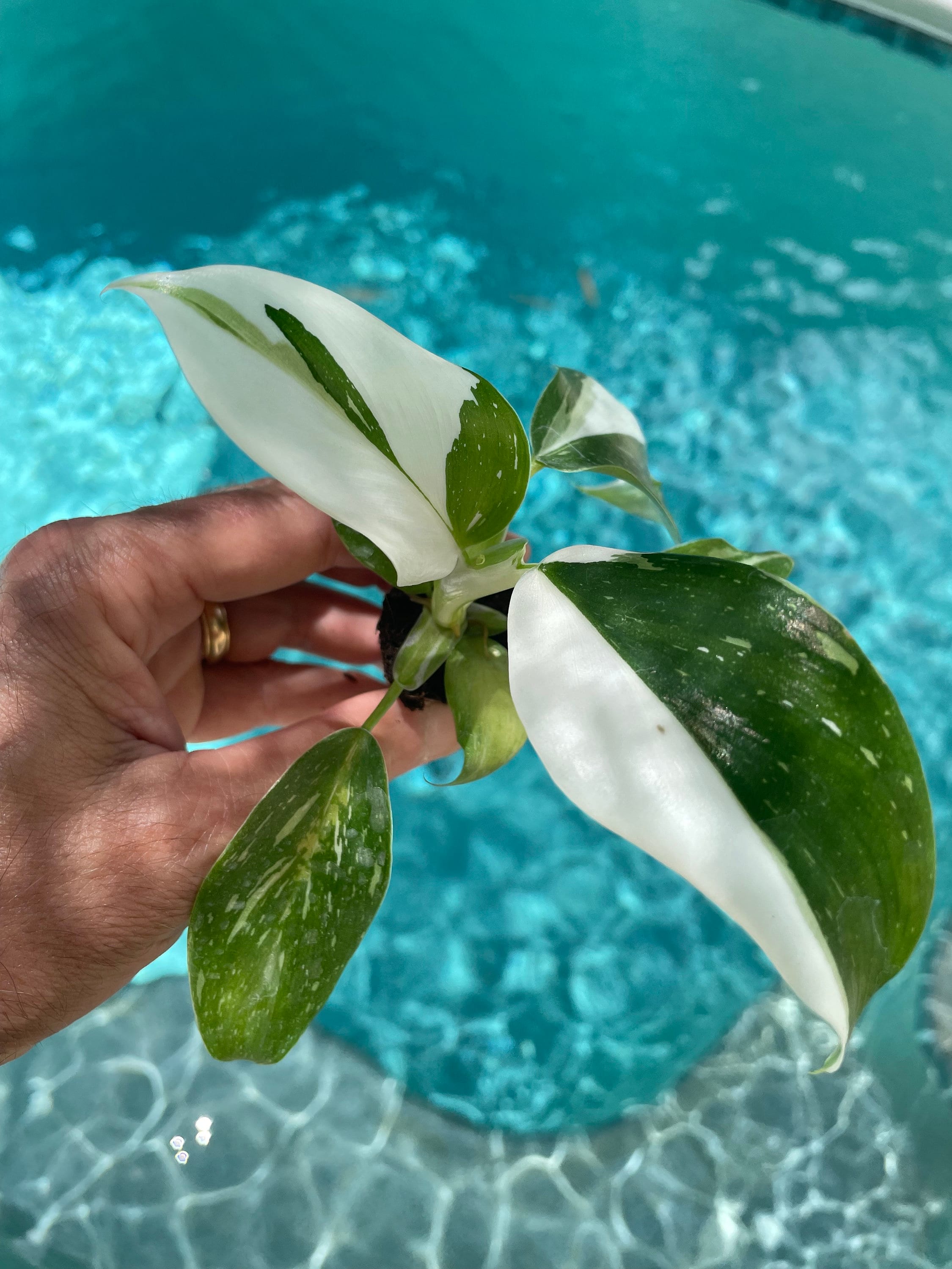 Philodendron Punctata **(ALL starter plants require you to purchase any 2 plants)**