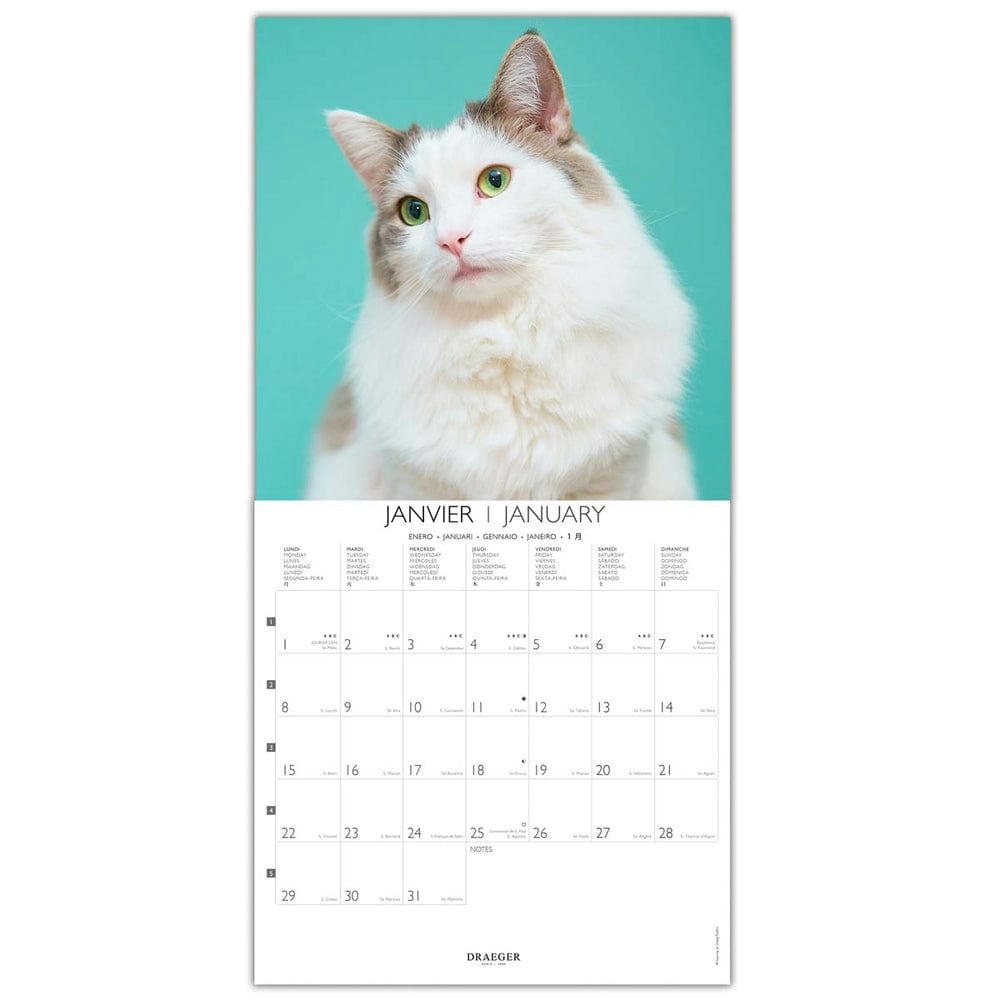 - Grand calendrier mural 29x29  cm - 2024 - Chats