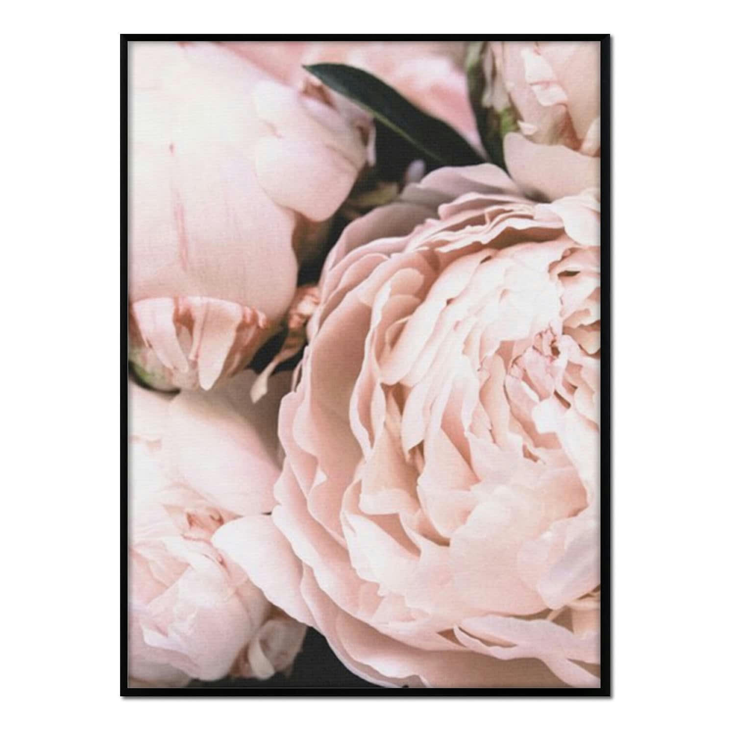 FLORES - Affiche avec cadre noir - Roses en gros plan - 30x40