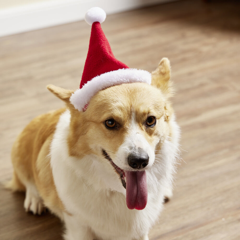 Bonnet pour chien Père No&euml;l L17xH13cm