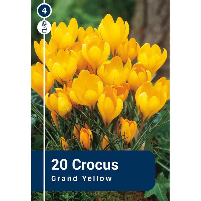 Bulbes de crocus Grand Yellow 20 pièces