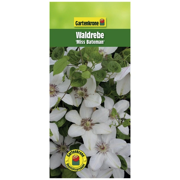 Waldrebe, Clematis »Miss Bateman«, Blüte: weiß