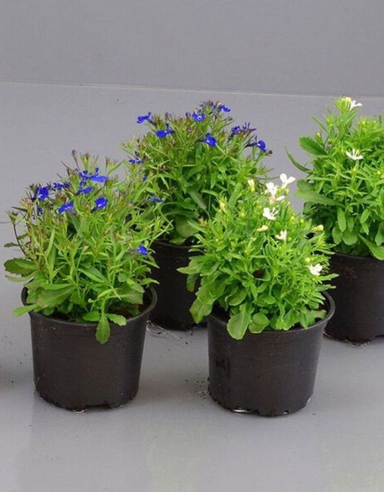 LOBELIA POTTE 12CM