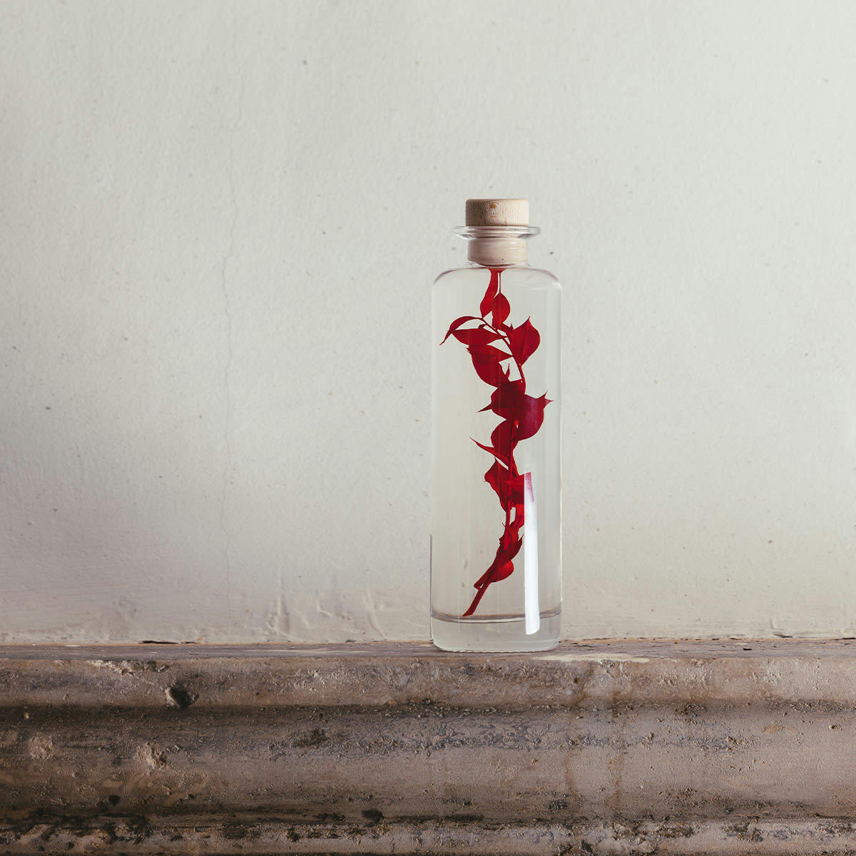 HERBARIUM DE THEOPHILE - Plante immergée Ruscus rouge