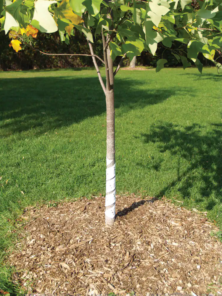 Quest Select Spiral Tree Trunk Guard Wraps, 30-in, 4-pk