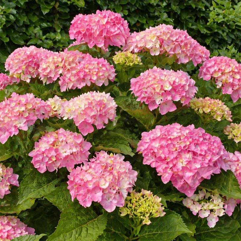 Trädgårdshortensia 'Messelina', 5L
