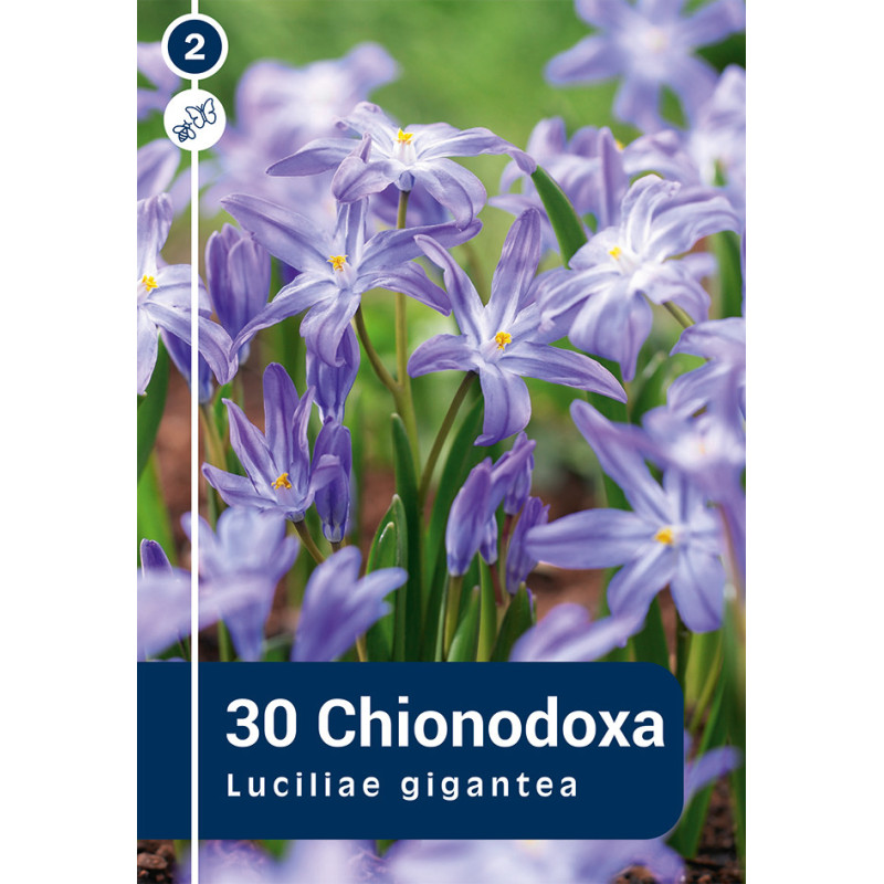 Bulbes de Chionodoxa Luciliae Gigantea 30 pièces