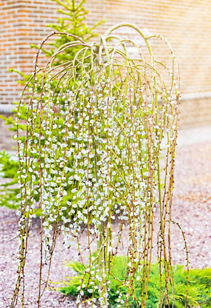 Arbres et plantes - SALIX caprea Pendula kilmarnock C15L 1/2 TIGE - 150cm - Jaune - Extérieur