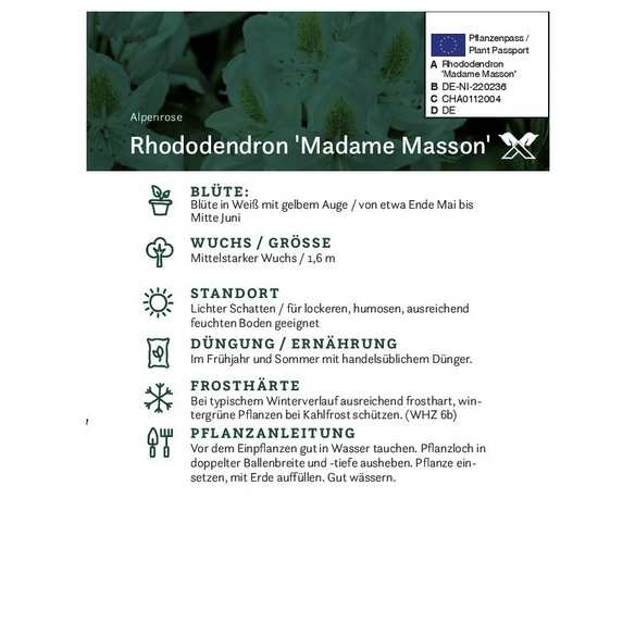 Rhododendron hybride »Madame Masson«, weiß, Höhe: 30 - 40 cm