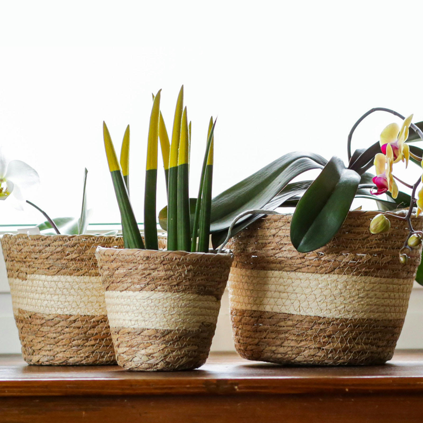 - Lot de 3 pots de fleurs en paille avec intérieur imperméable