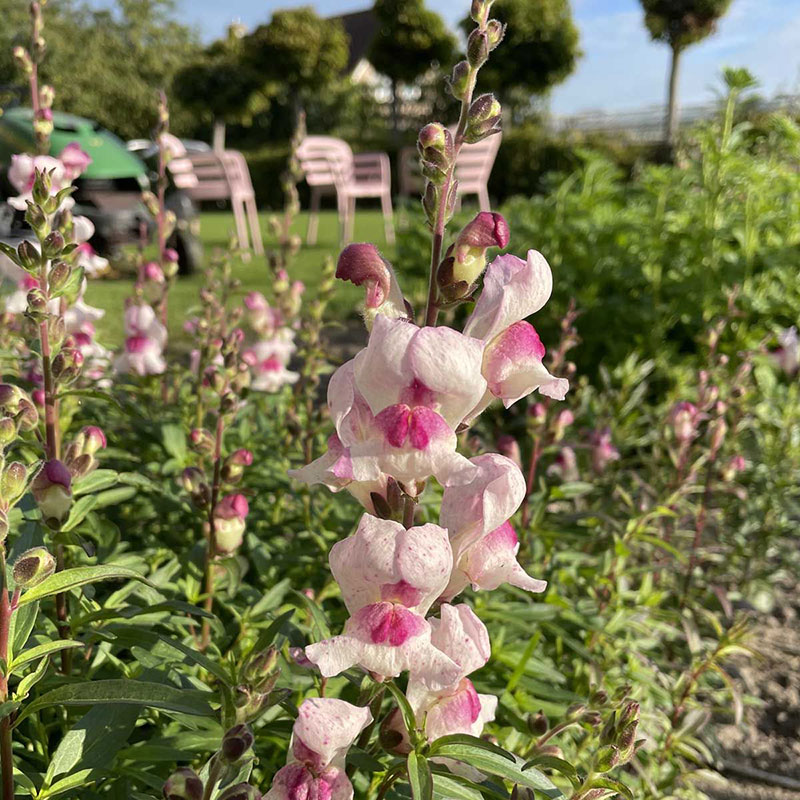 Lejongap 'Lucky Lips'