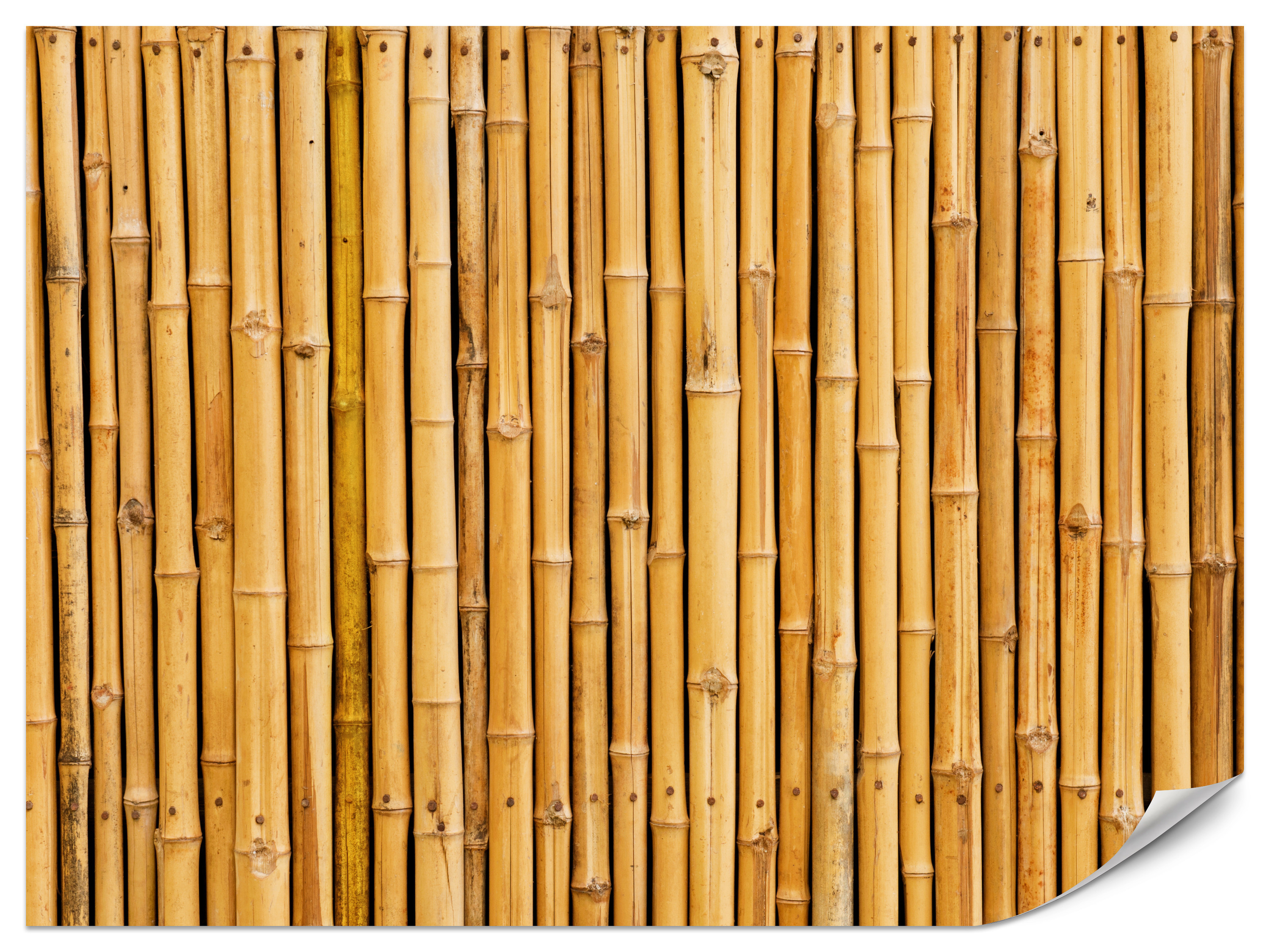 Fototapeta Bambusowa ściana 100x70cm