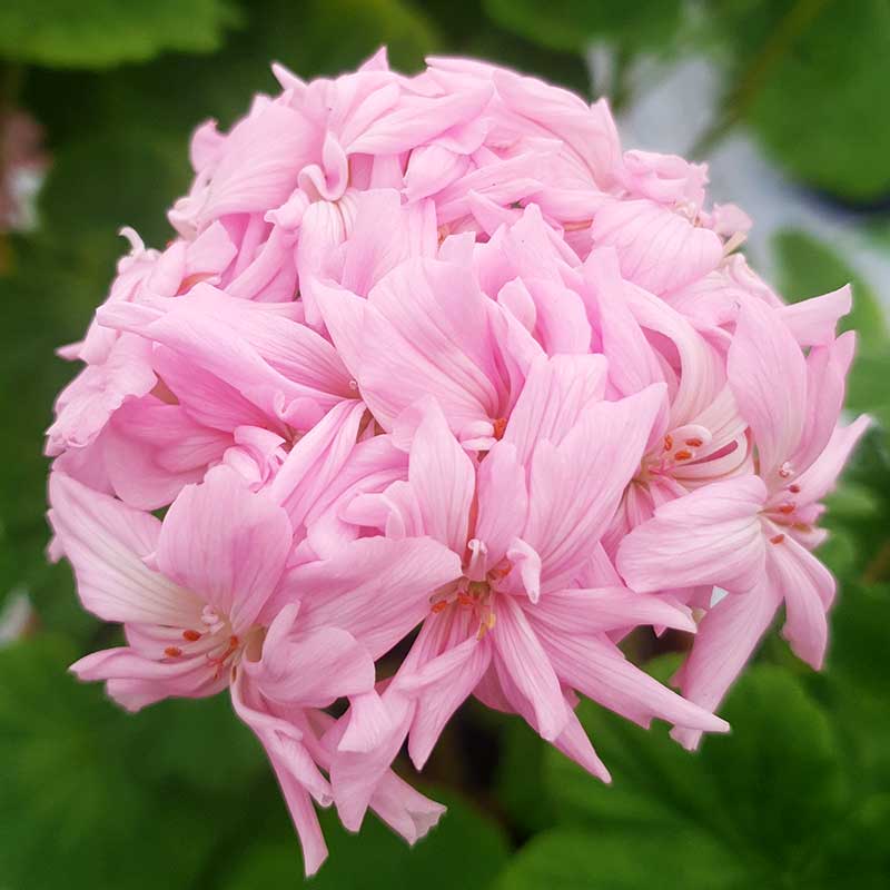 Zonalpelargon 'Mrs. Salter Bevis'