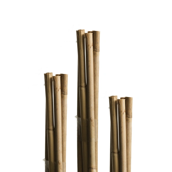 Tonkinstäbe, bambus