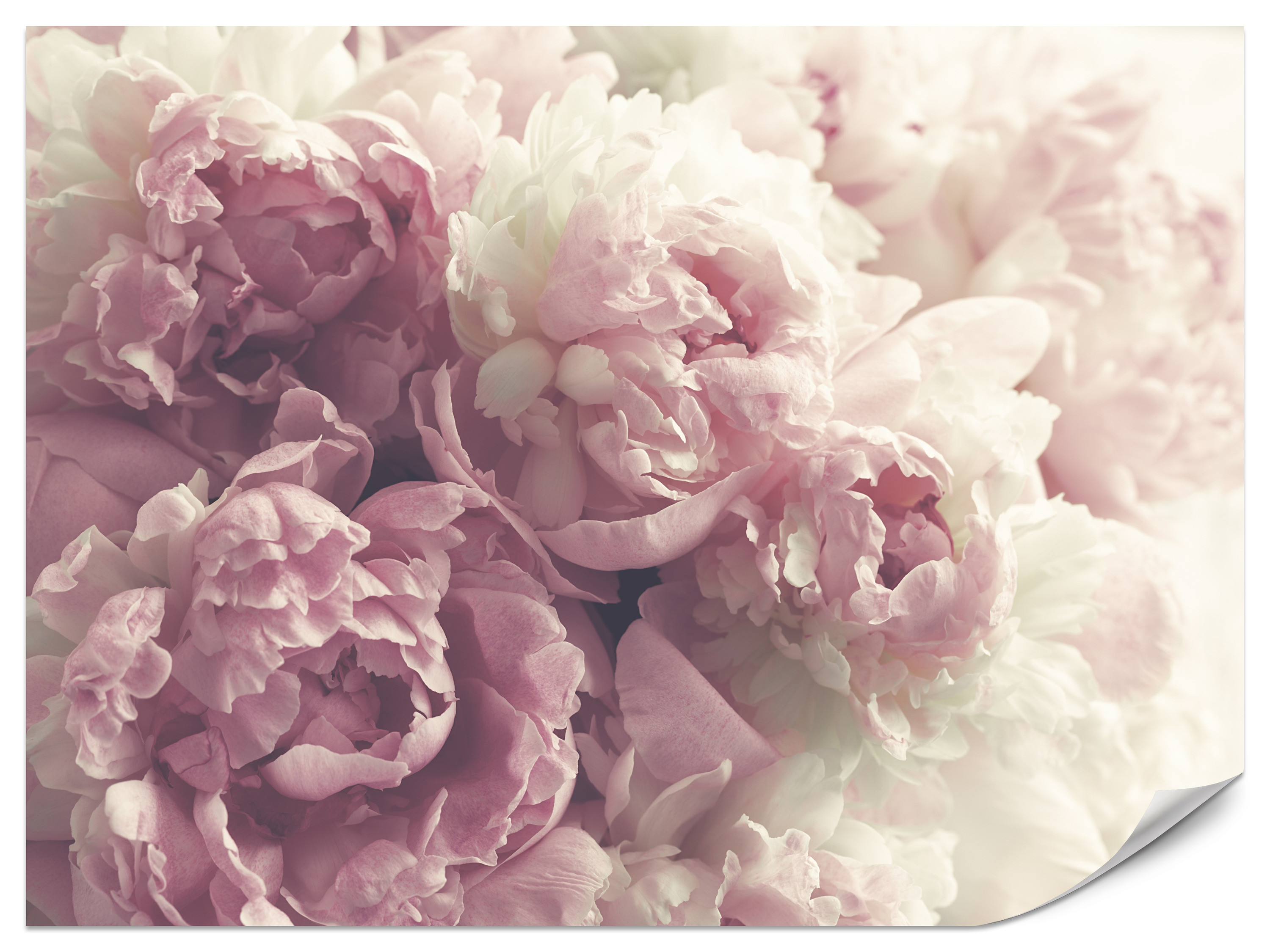 Fototapeta Piwonie w stylu vintage 100x70cm