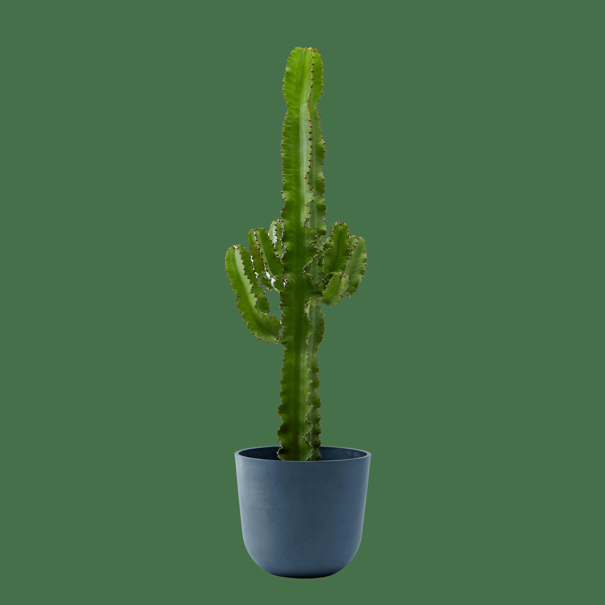 - Plante d'intérieur - Cactus Euphorbe de 80cm en pot bleu nuit