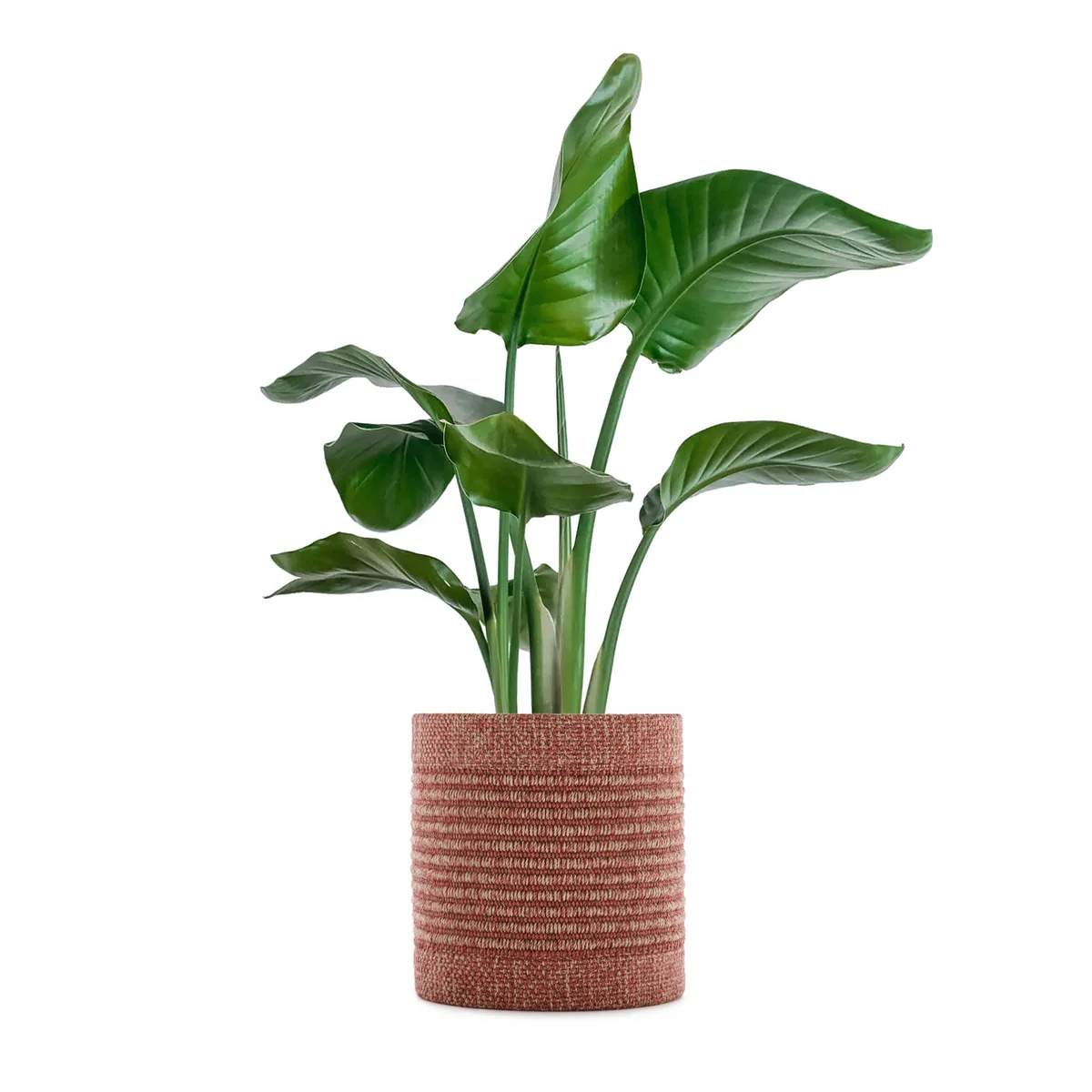 Kartell - Kleo Blumentopfüberzug