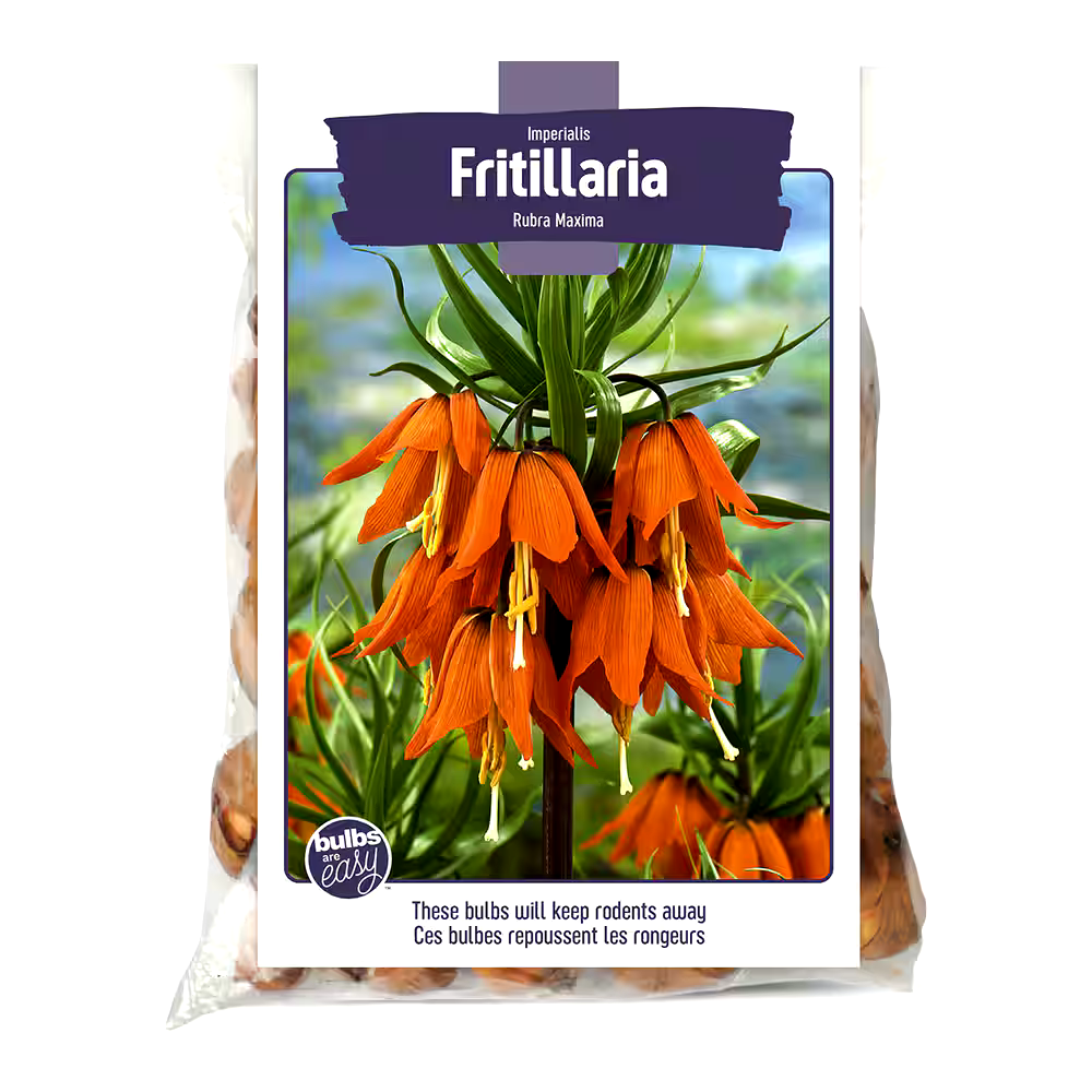Bulbs Are Easy, Impeialis Rubra Maxima Fritillaria Bulbs Ready to Plant for your Home Garden