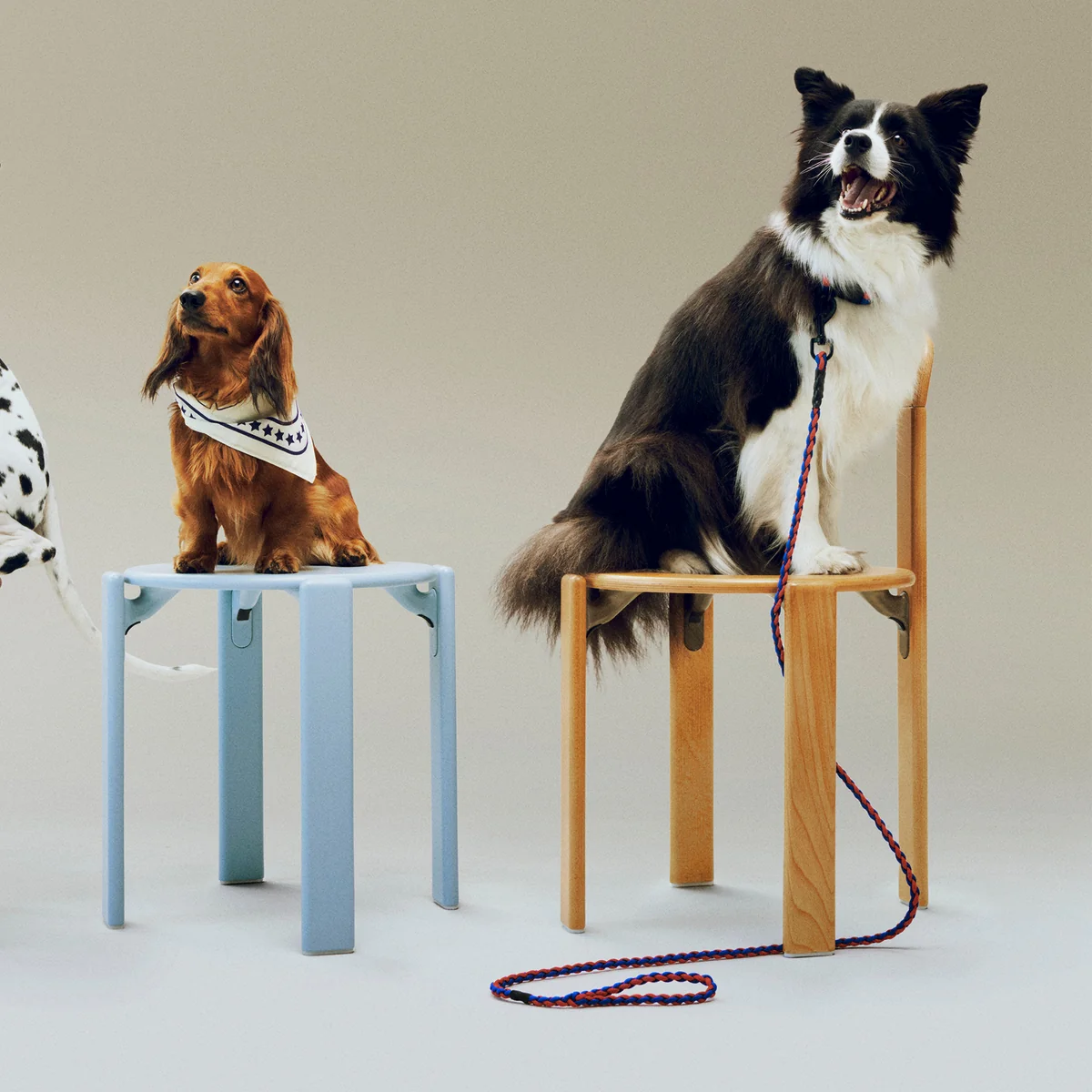 HAY - Dogs Hundeleine