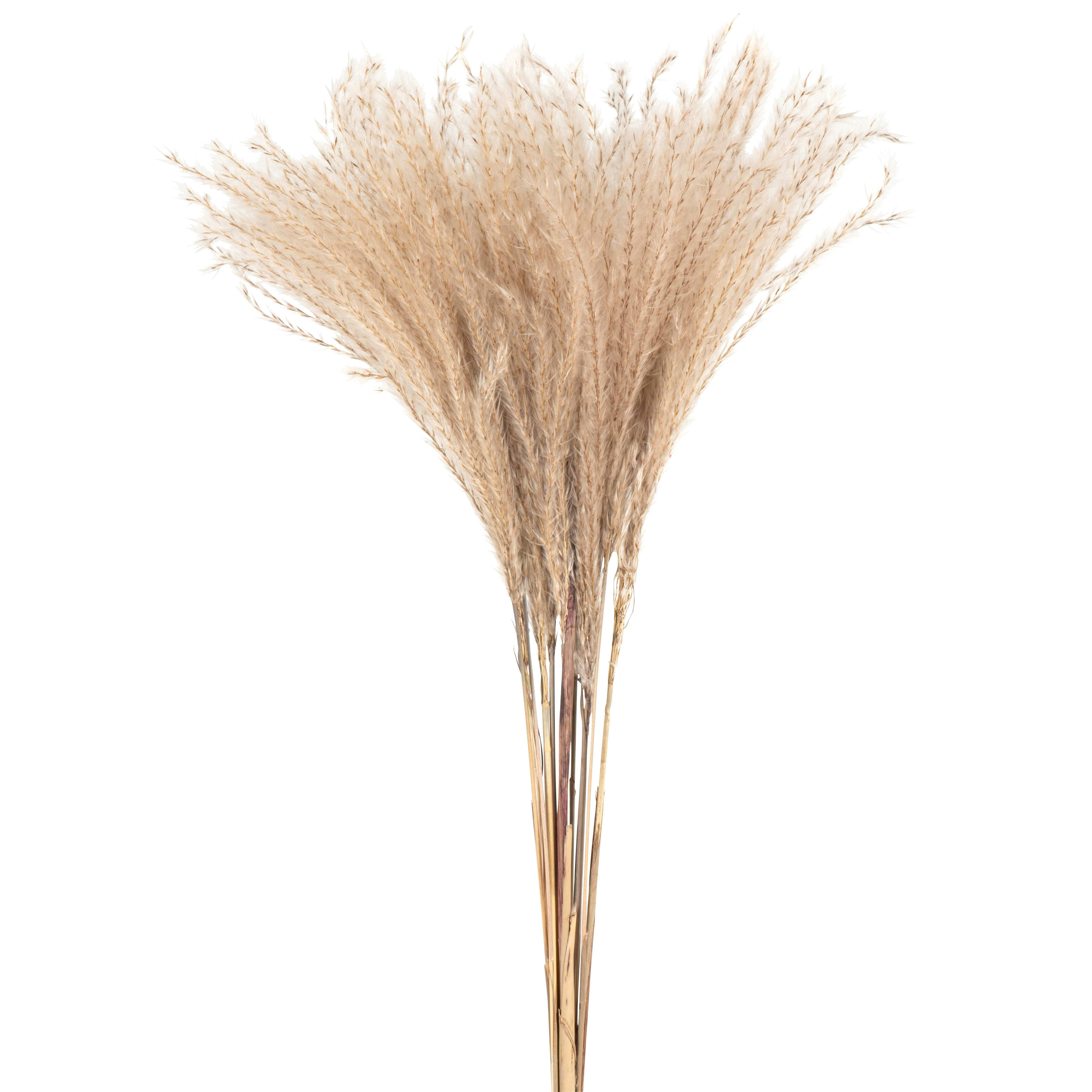 TUZ - Bouquet de fleurs séchées marron