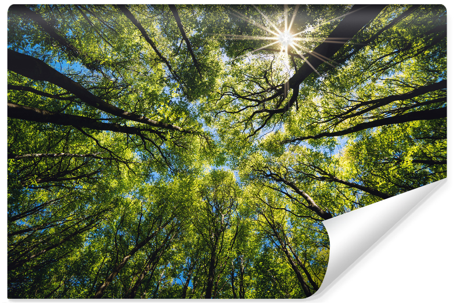 Fototapeta Ścienna LAS Widok Z Dołu Niebo 90x60cm