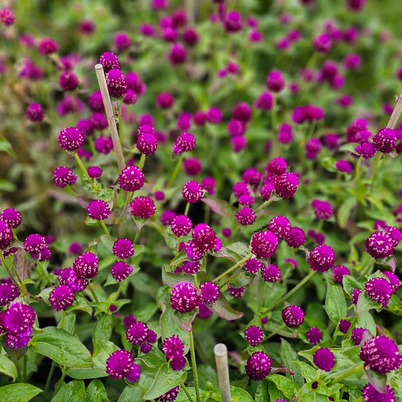 Klotamarant 'Purple'