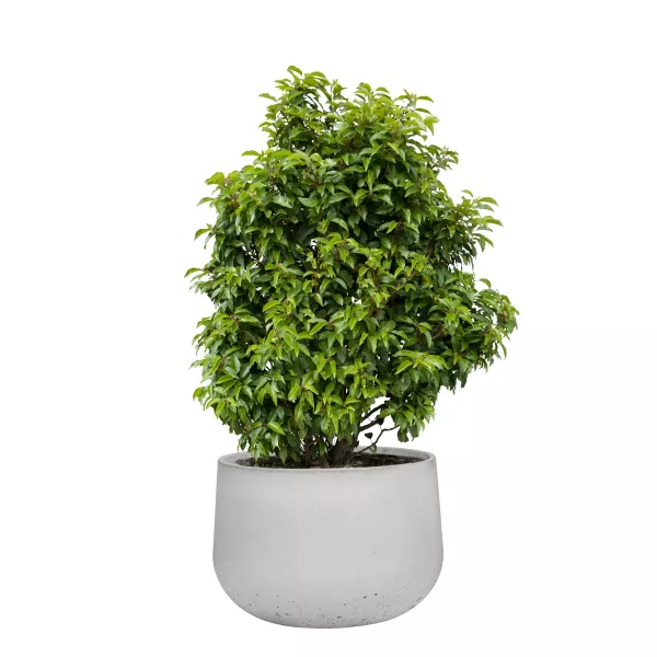 Donica Betonowa Zewnętrzna Zadora BOWL L 90x60 cm szary naturalny