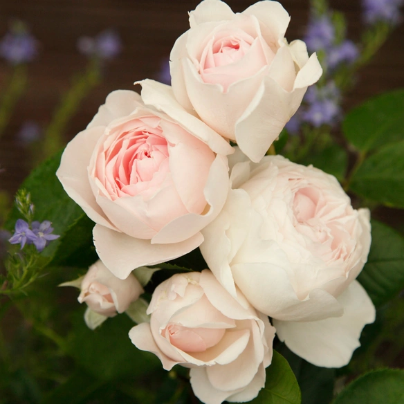 Beetrose, Rosa »Herzogin Christiana®«, Blüte: weiß/rosa, gefüllt