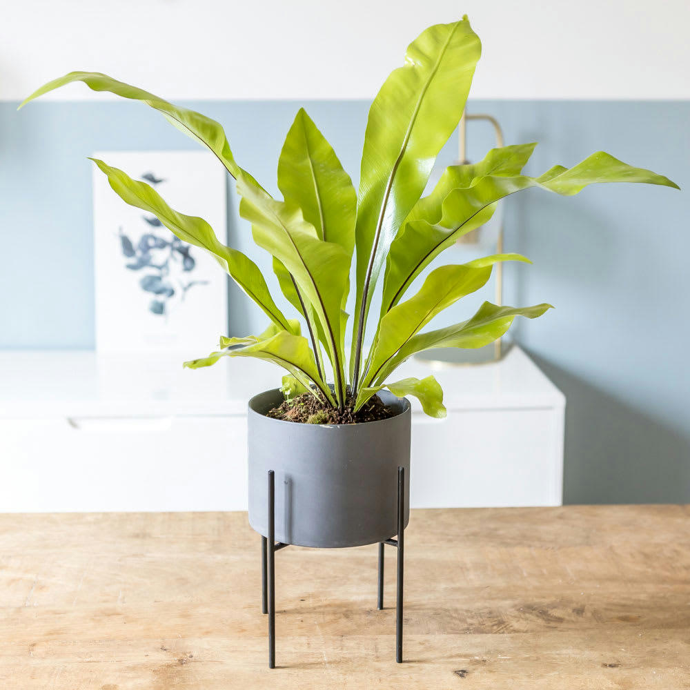 - Fougère nid d'oiseau sans cache-pot D13