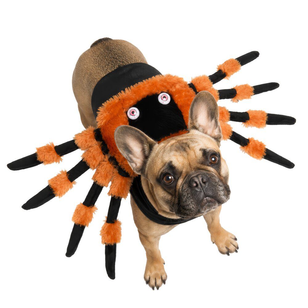 Déguisement chien Halloween araignée orange et noir L/XL