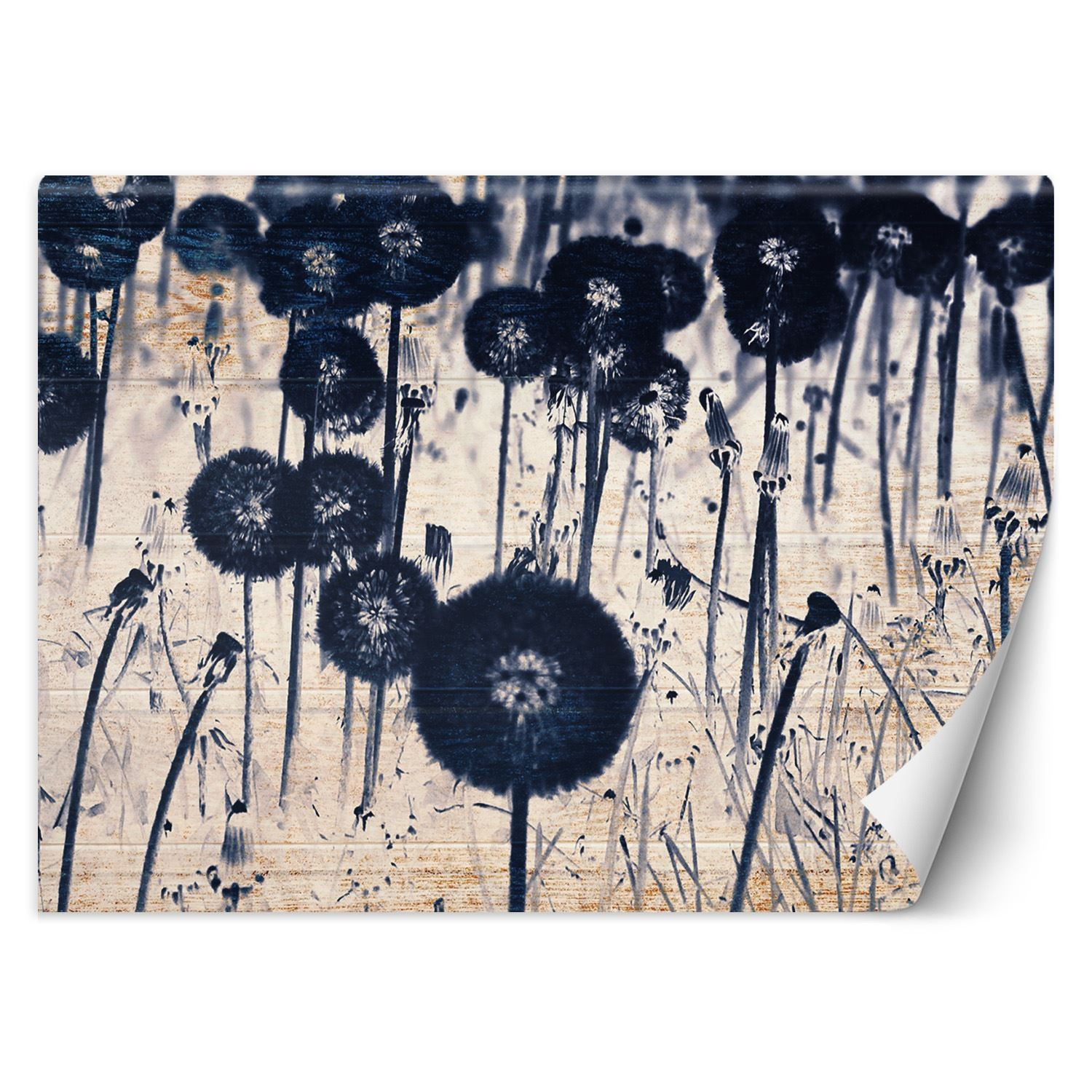 Feeby Fototapeta Monochromatyczne dmuchawce na deskach