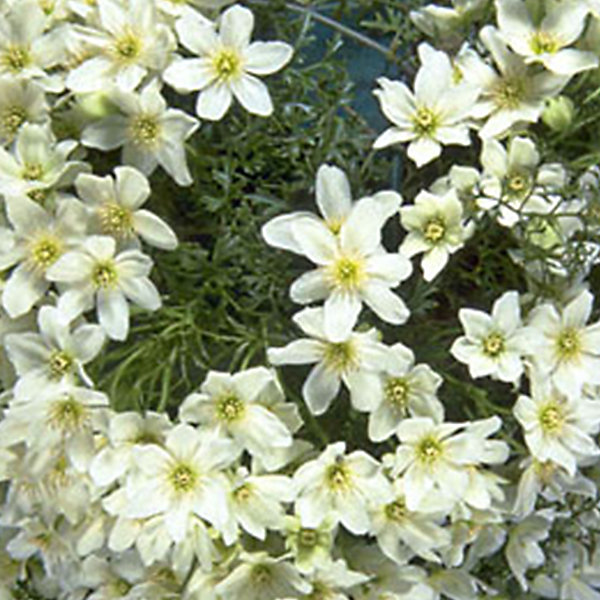 2 x Clématite 'Joe' - Clematis 'Joe'- 50-60 cm pot