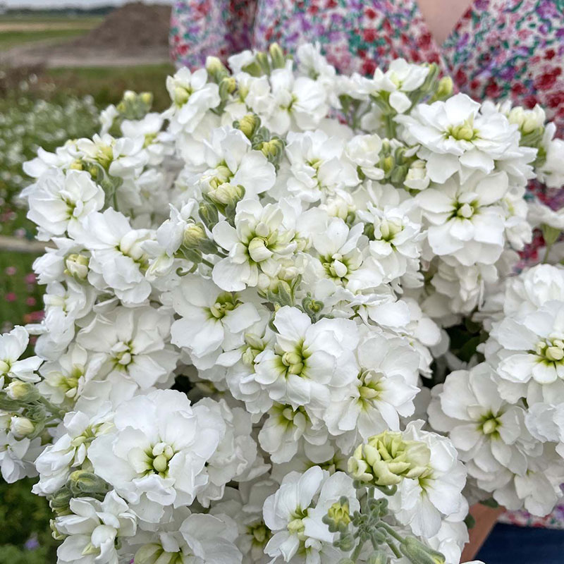 Lövkoja 'Anytime White'