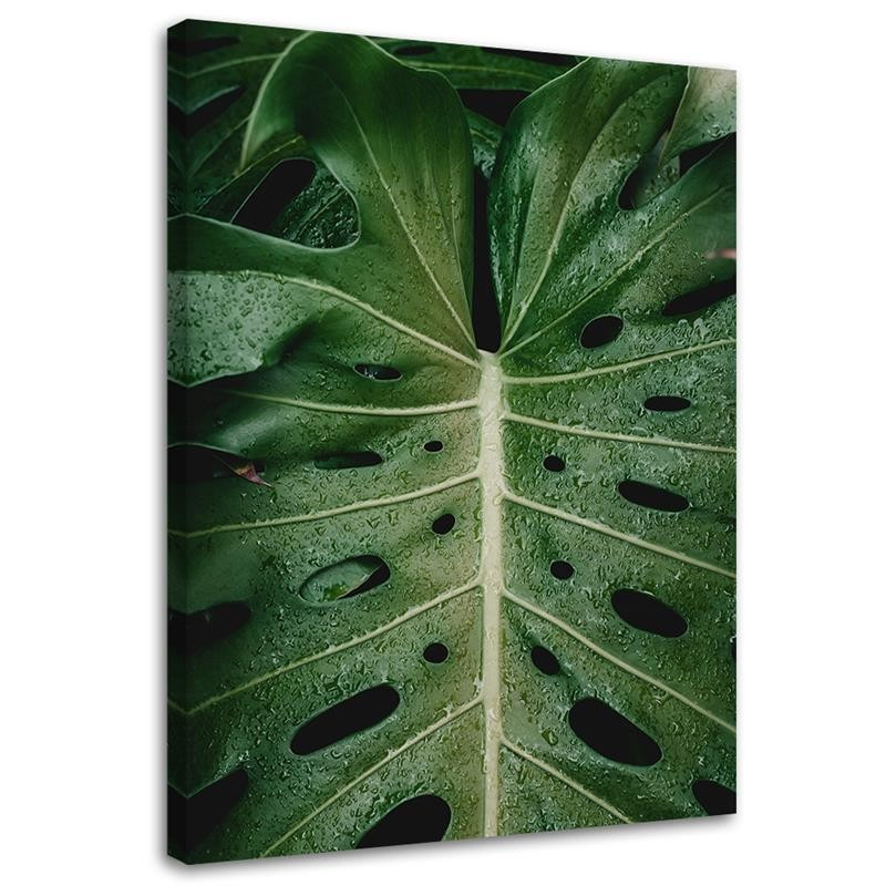 Feeby Obraz na płótnie Tropikalna monstera 40x60