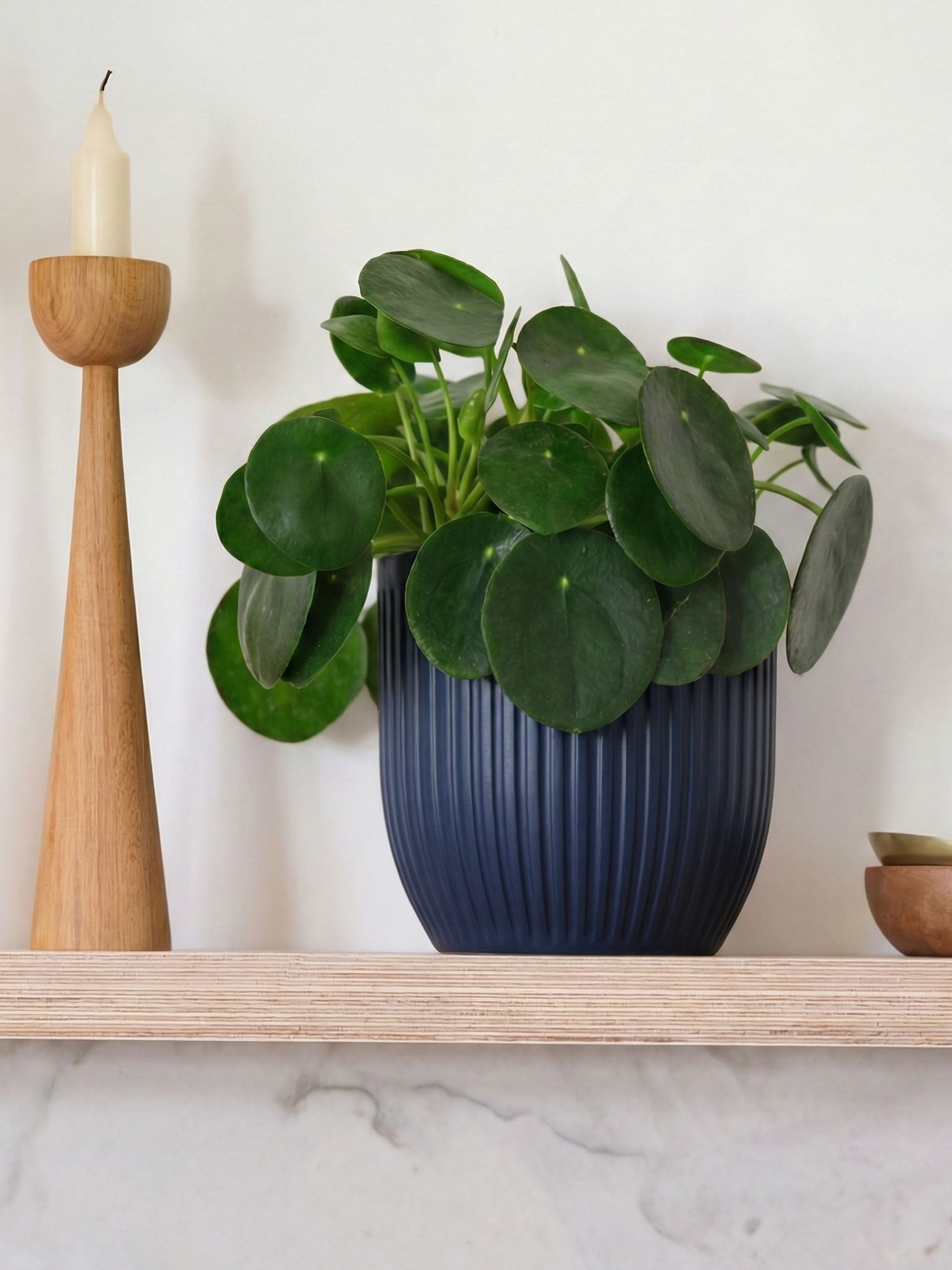 Beards & Daisies Navy Real Money Plant in Ribbed Pot