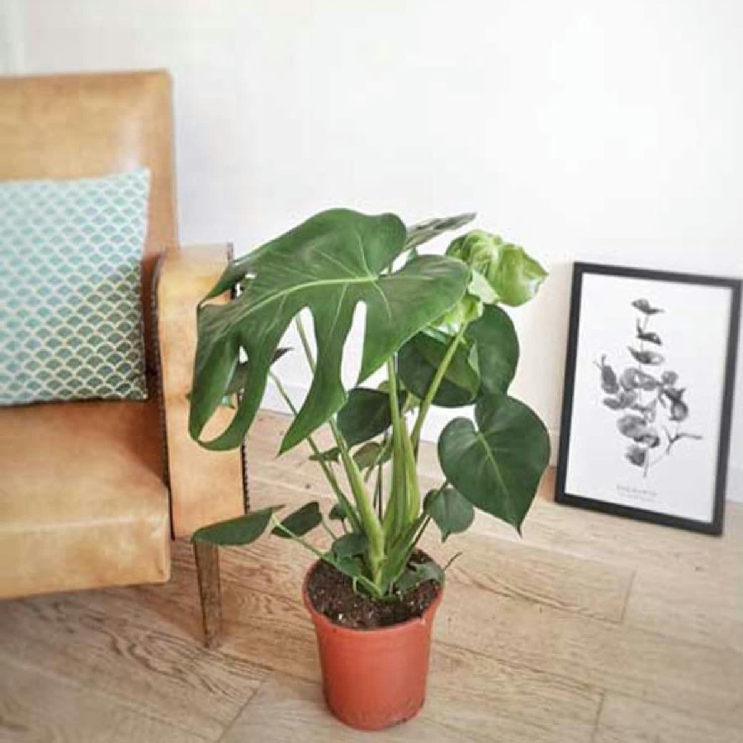 MONSTERA DÉLICIOSA - Monstera plante d'intérieur sans cache-pot