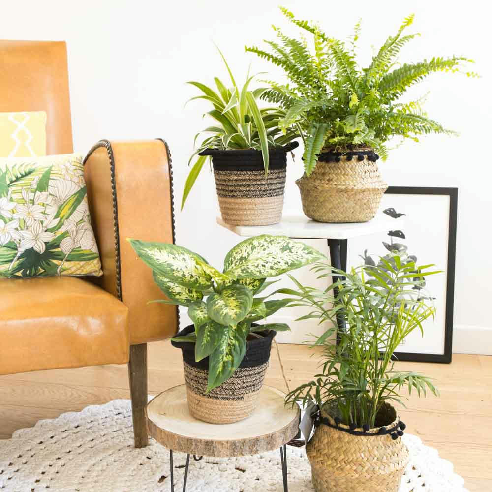 PLANTES DÉPOLLUANTES - Lot de 4 plantes dépolluantes sans cache-pot