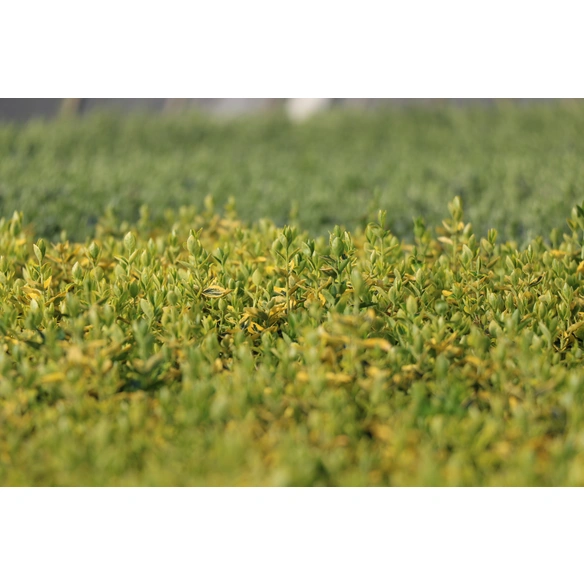 Spindelstrauch, fortunei Euonymus »Emerald Gold«, Blattfarbe: zweifarbig