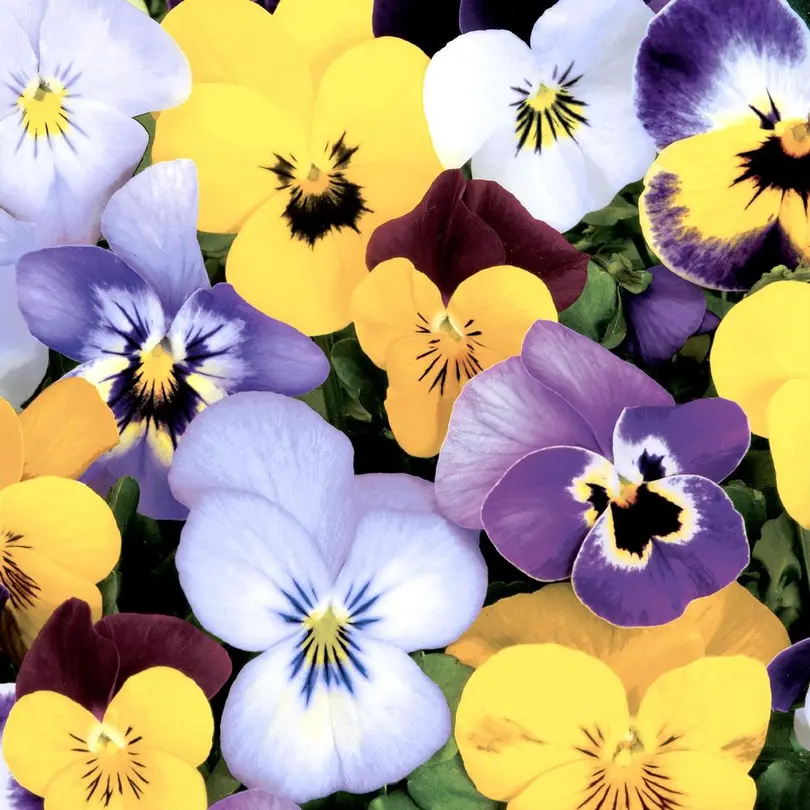 Serviette 20er-Set Pansies